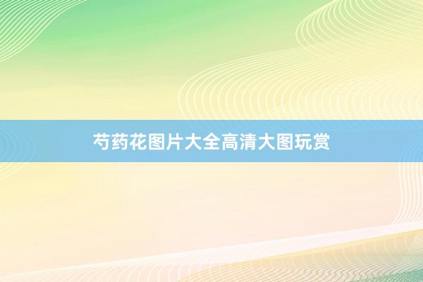 芍药花图片大全高清大图玩赏